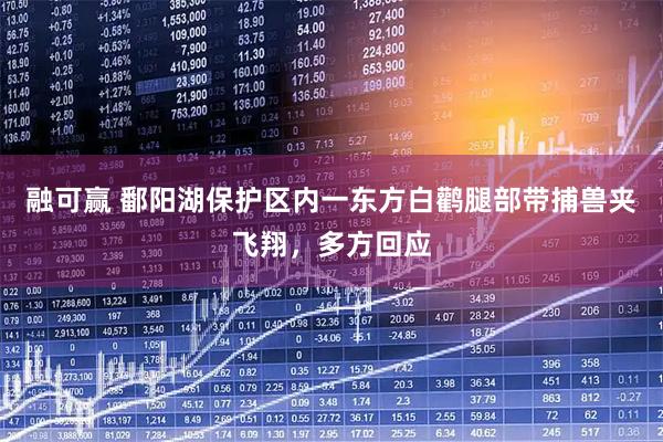 融可赢 鄱阳湖保护区内一东方白鹳腿部带捕兽夹飞翔，多方回应